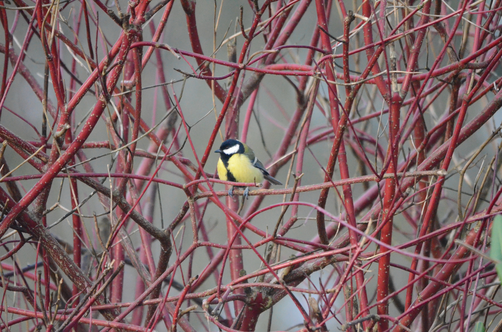 Chickadee