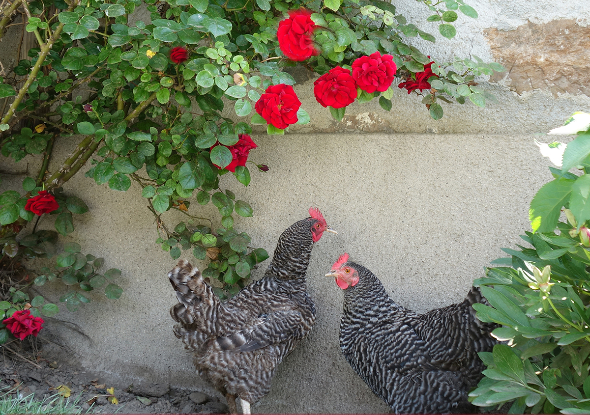 Chicken and Roses