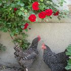 Chicken and Roses