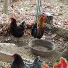 Chicken at an Old American Farm