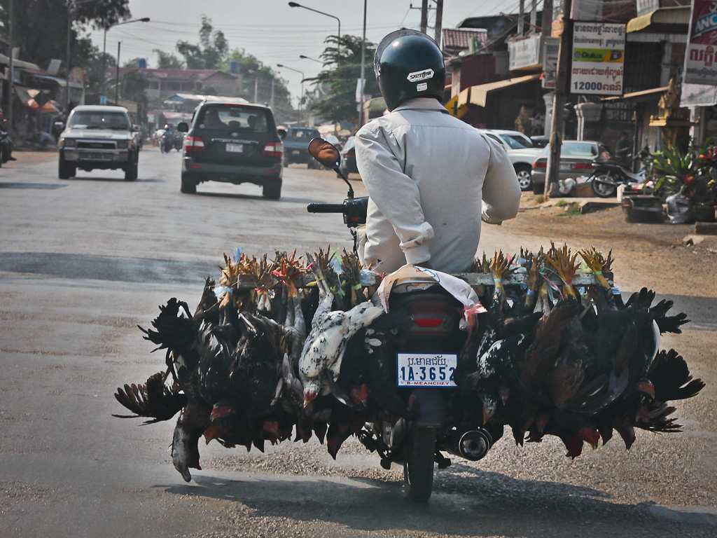 Chicken-Bike