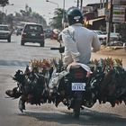 Chicken-Bike