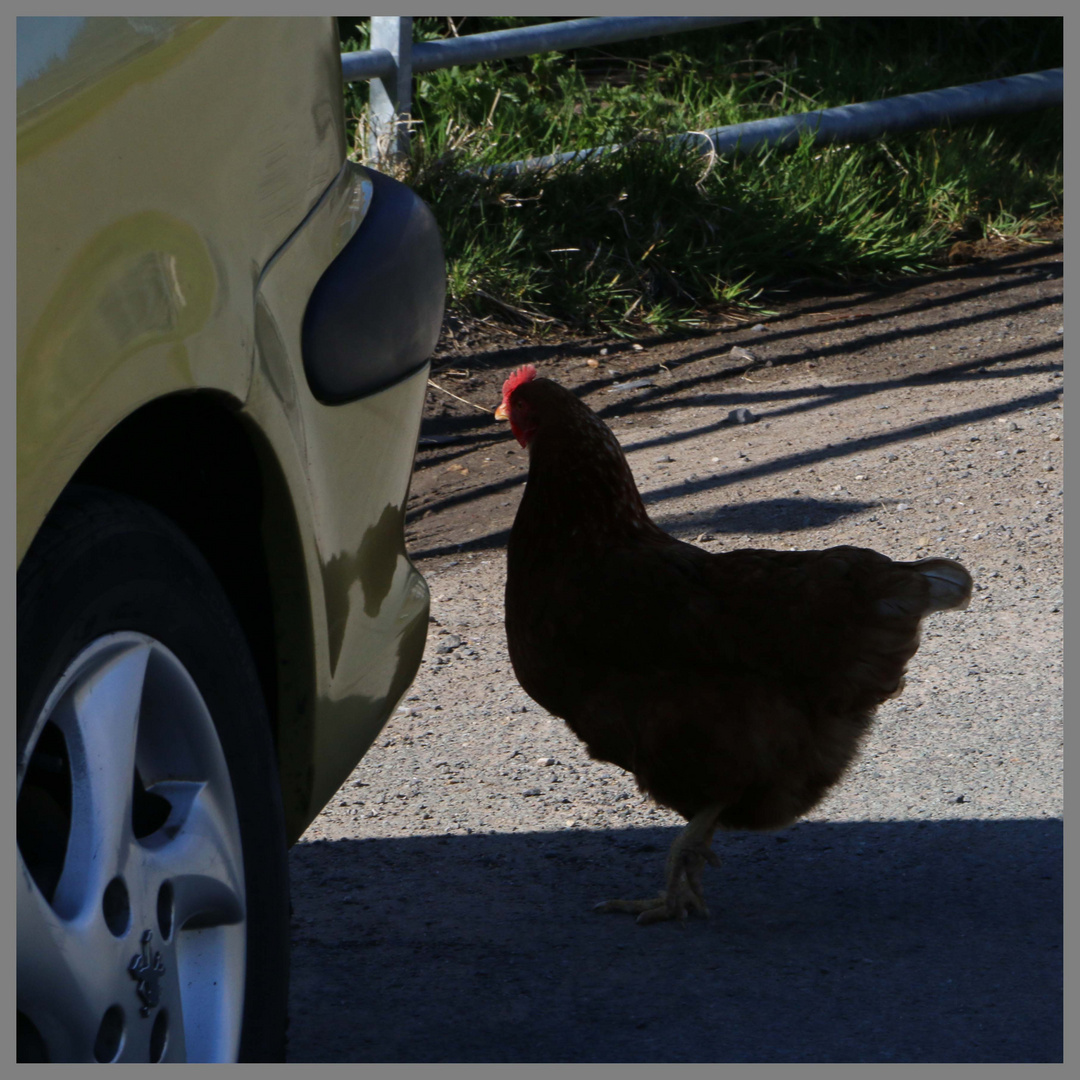 chicken crossing the road