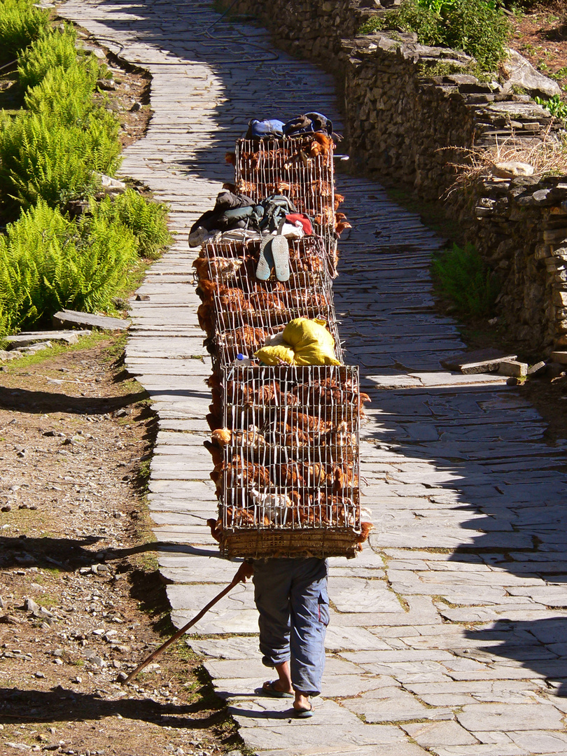 Chicken Home Delivery