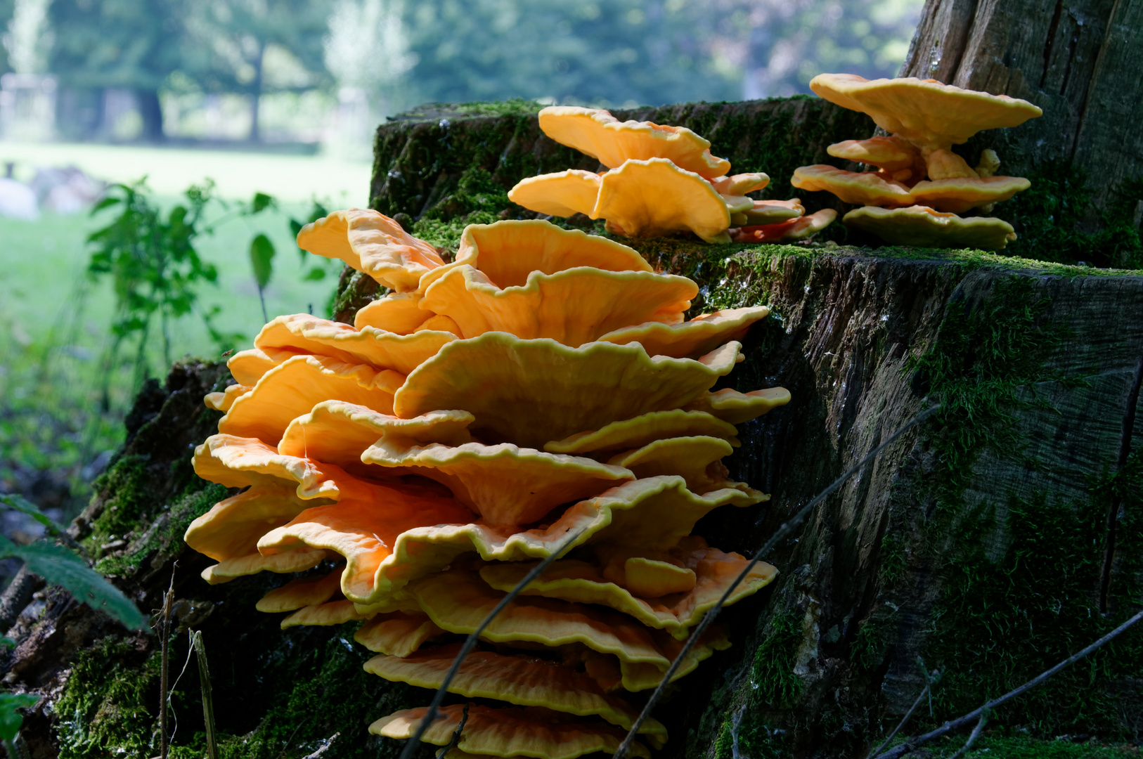 Chicken of the Woods