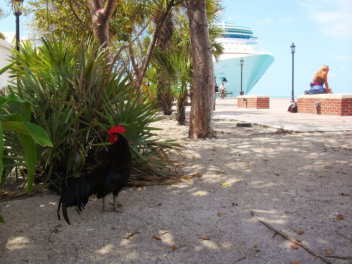 Chicken on Key West