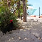 Chicken on Key West