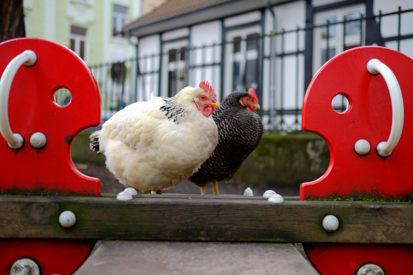 Chicken Walk