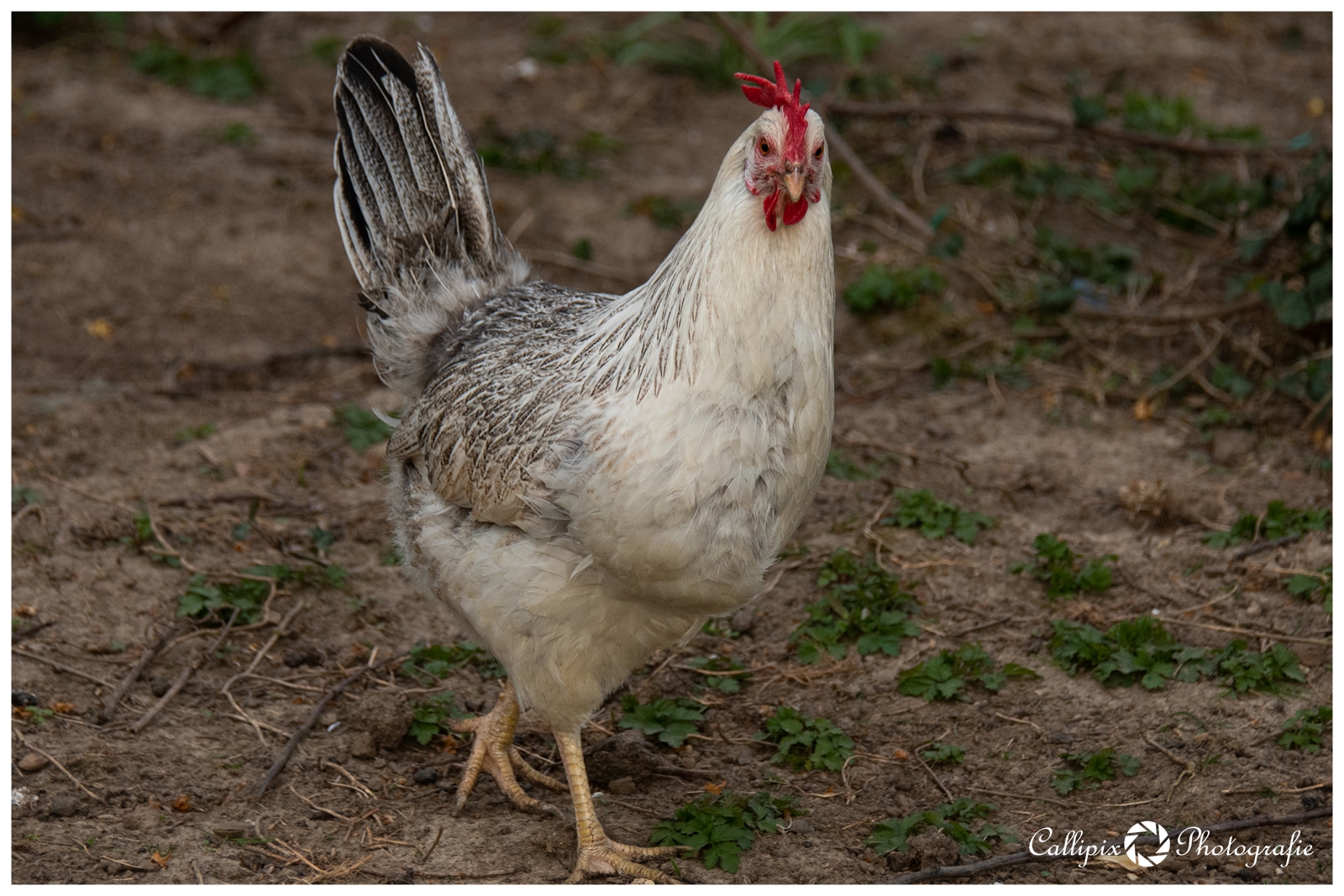 Chicken-Walk