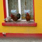 Chicken wings outside the pub