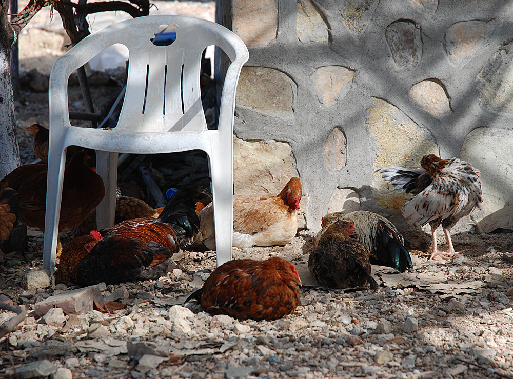 Chicken with chair