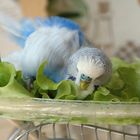 Chicken Wrap - Luke rollt im Salat