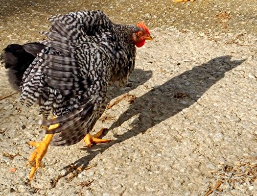 Chicken......olèèèè