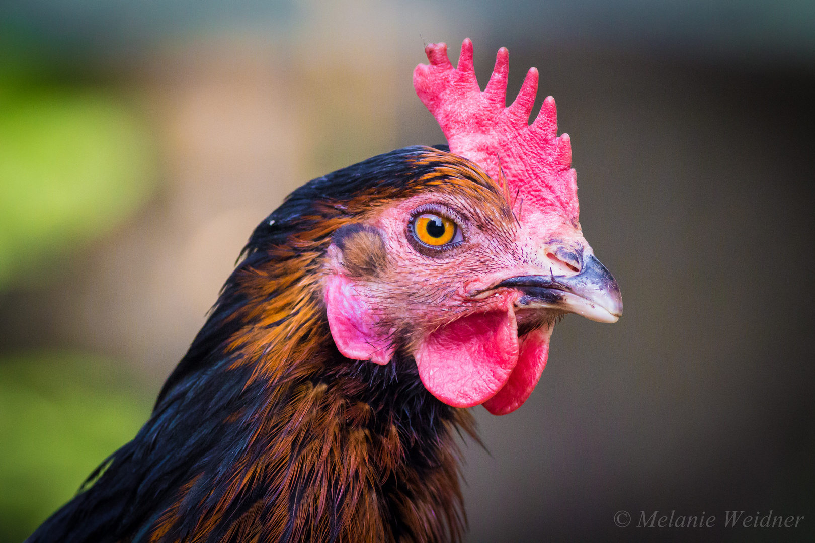 Chickenportrait