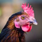 Chickenportrait