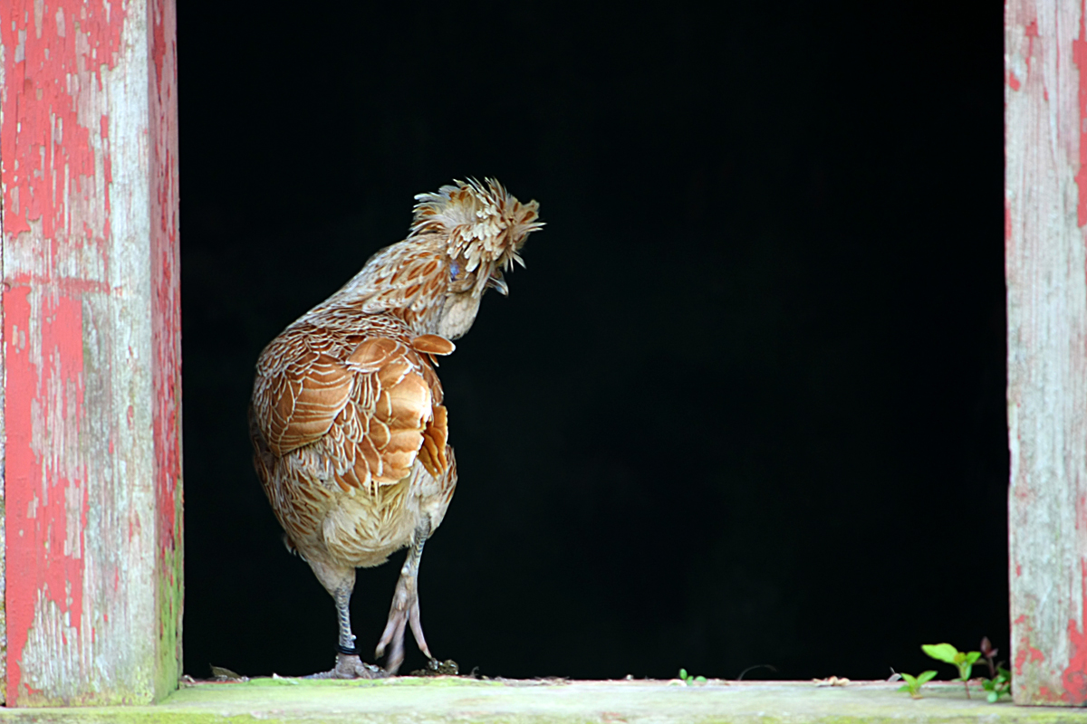 Chickenstyle