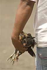 Chickentransport