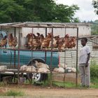 ChickenWholesale