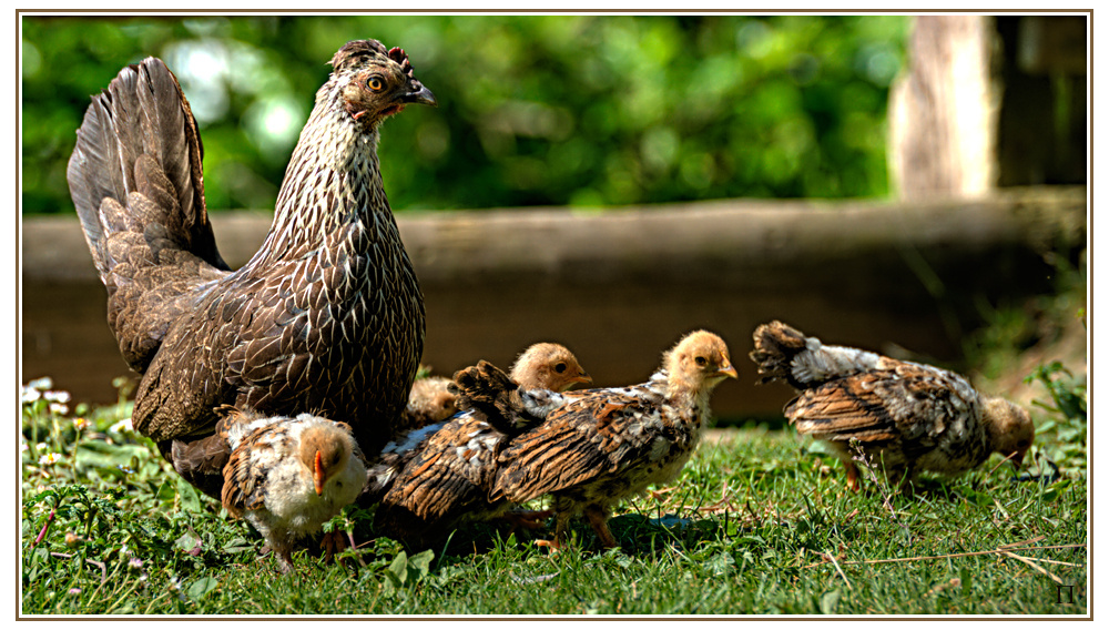 chickenwings