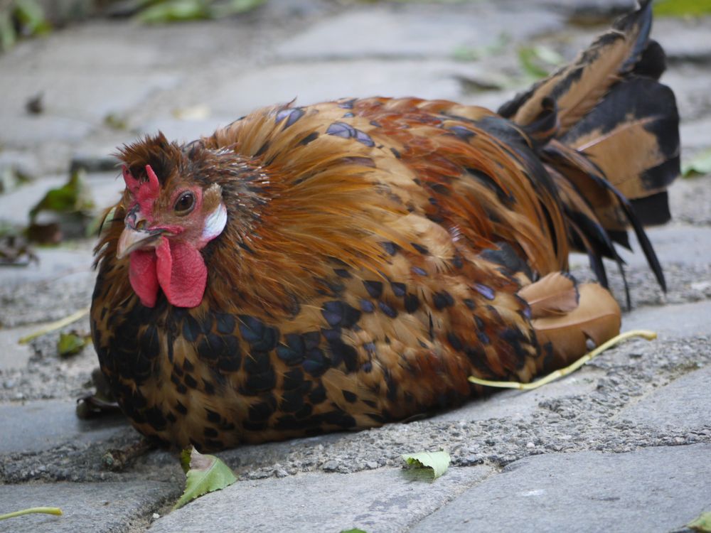 Chickeria, Tierpark München