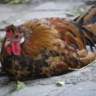 Chickeria, Tierpark München