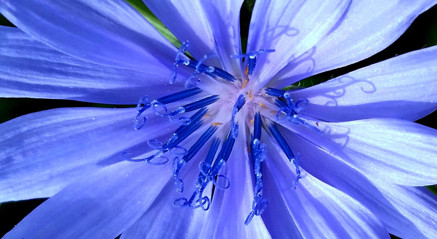 Chickory Jewel