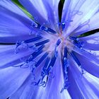 Chickory Jewel