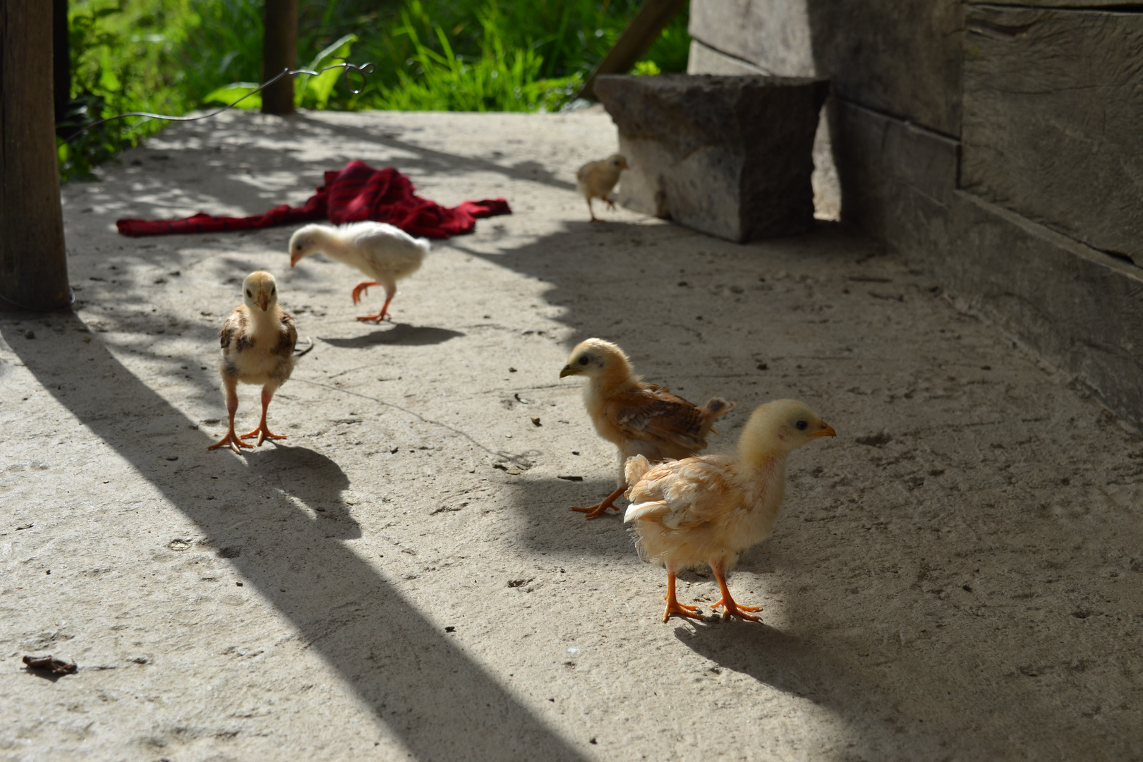 Chicks In The Light