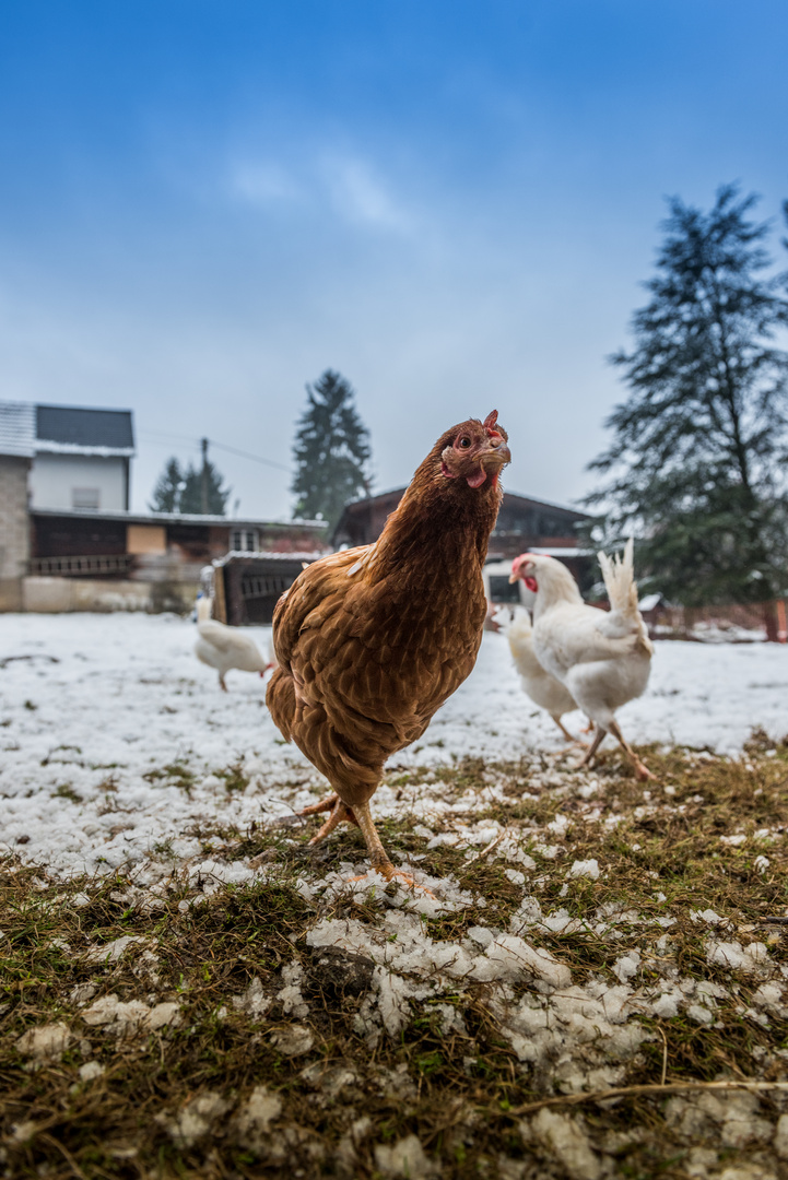 Chicks in the snow