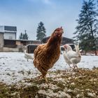 Chicks in the snow