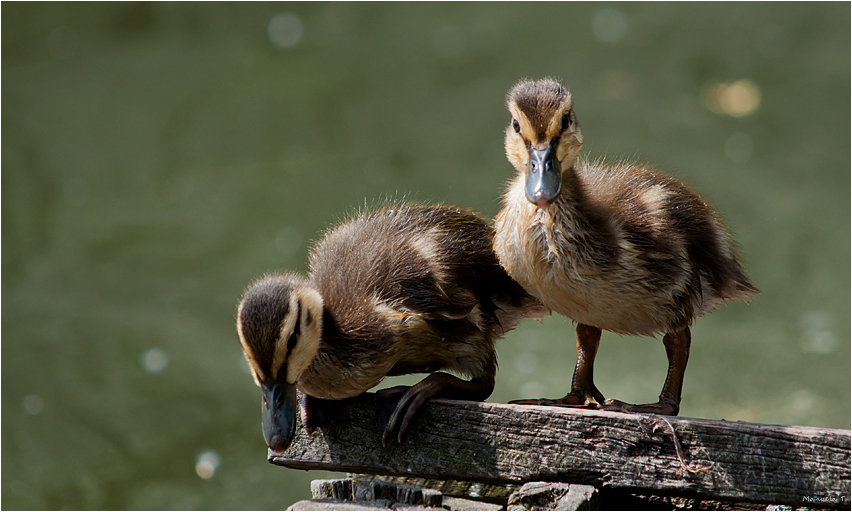 chicks on discovery tour