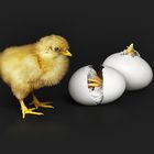 Chicks on whatever [fade to grey]