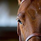 Chicky Quarterhorse