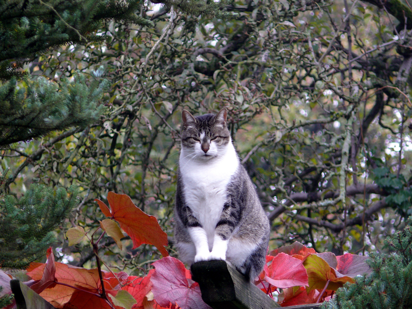 Chico auf der Pergola im rot gefärbten Herbstlaub