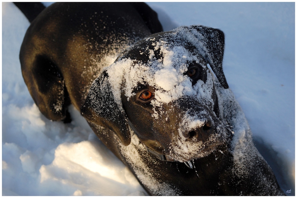 Chico, das Schneehuhn ...