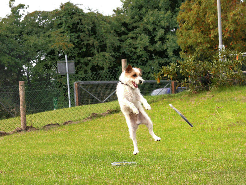 Chico " der fliegende Hund"