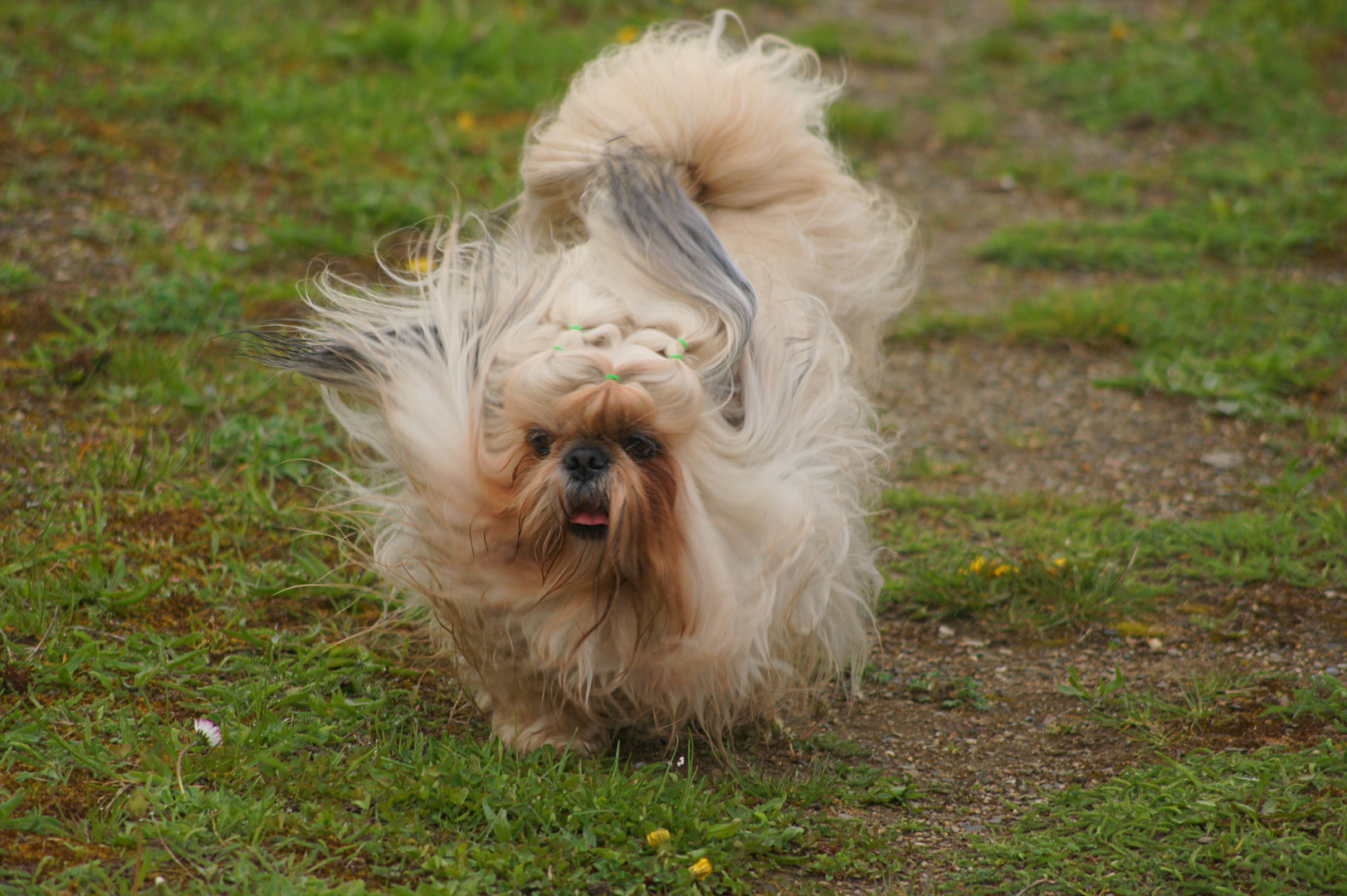 Chico , der Hund einer Freundin