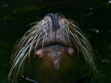 Chico, der Seelöwe - Krefelder Zoo