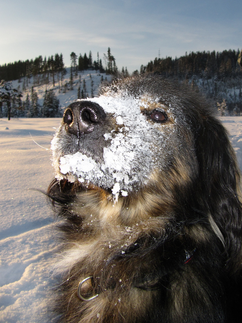 Chico in Ice