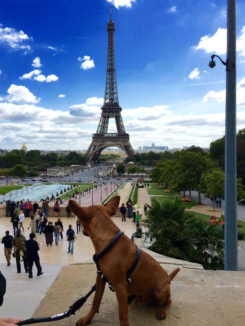 Chico in Paris