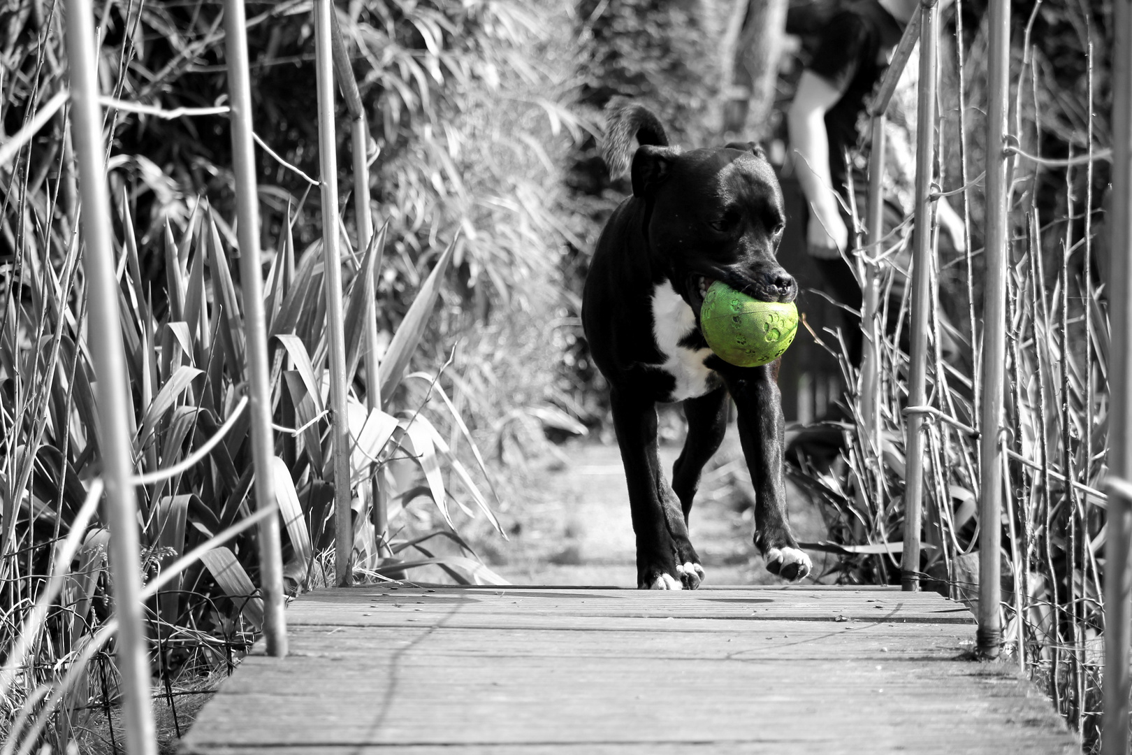 Chico spielt Ball