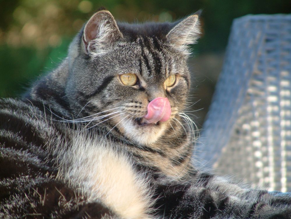 Chico streckt mir die Zunge raus!!! Foto & Bild | tiere, haustiere ...