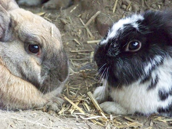 Chico und Elly