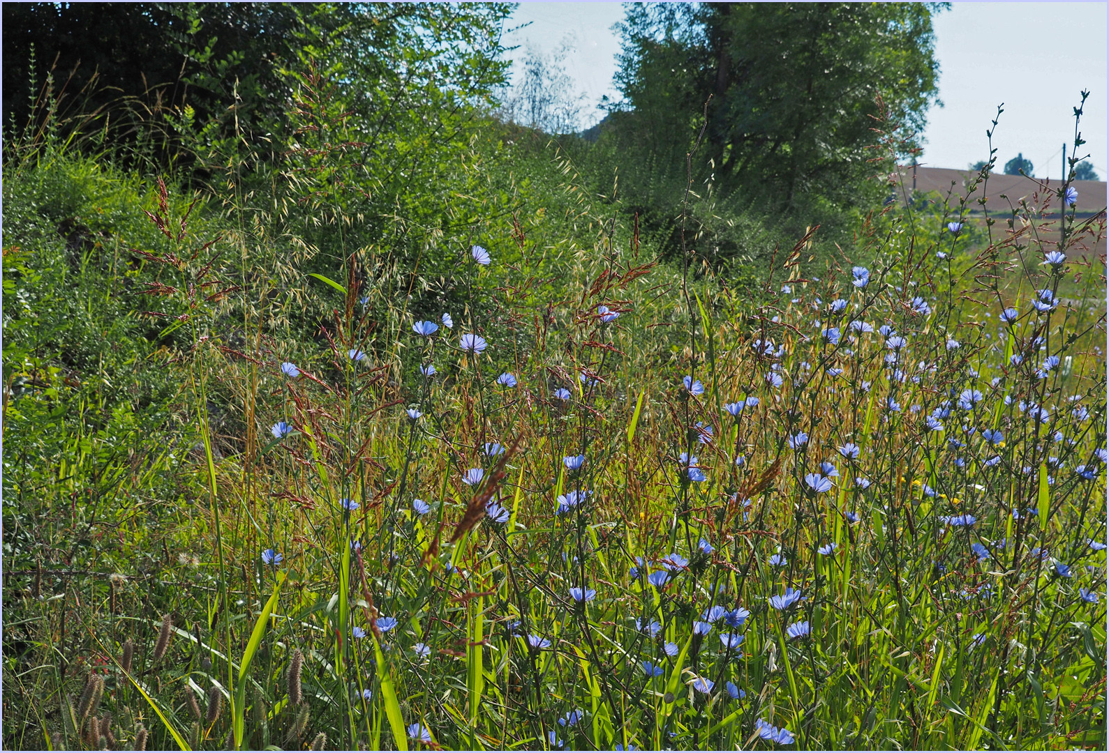 Chicorée sauvage en bord de route