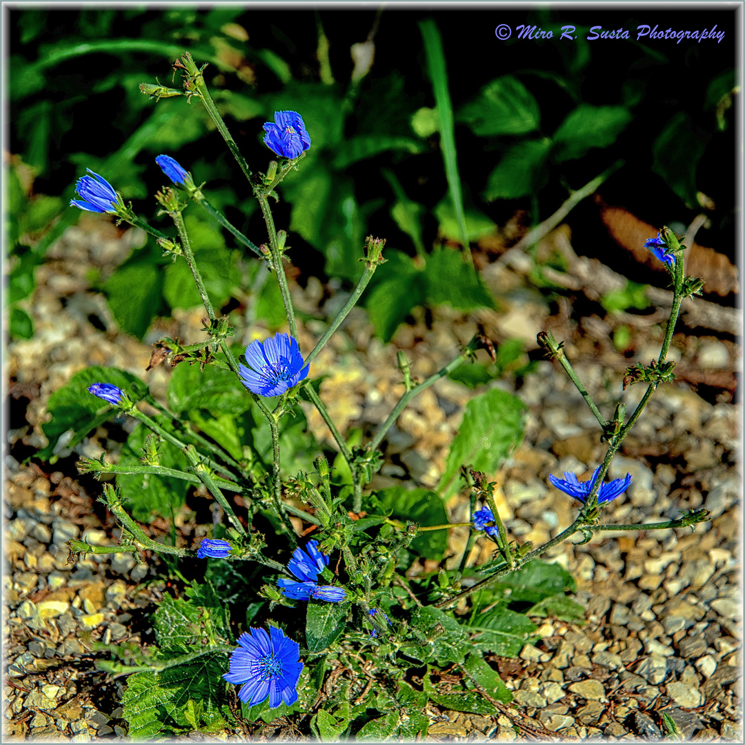 Chicory