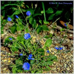 Chicory