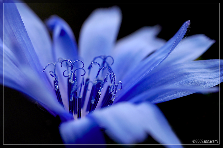 Chicory