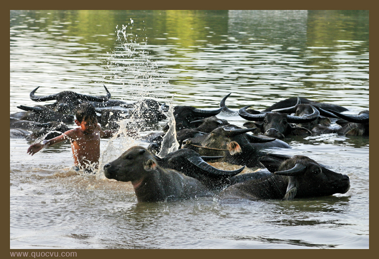 Chid and buffaloes