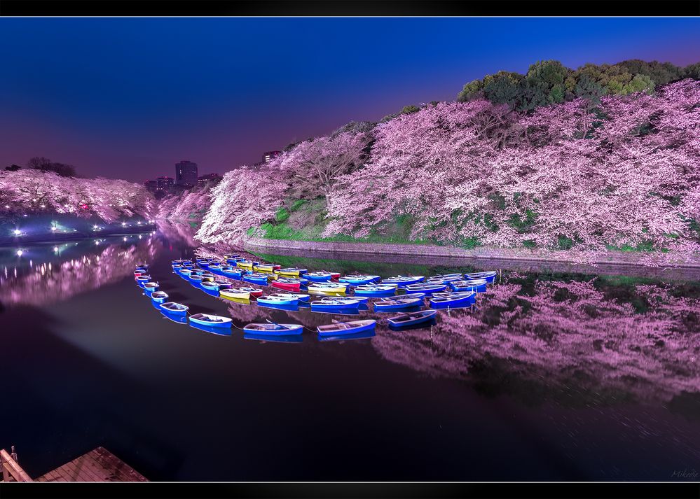 Chidorigafuchi Sakura