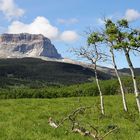 Chief Mountain - "Berg des Großen Häuptlings" (2768 m)....